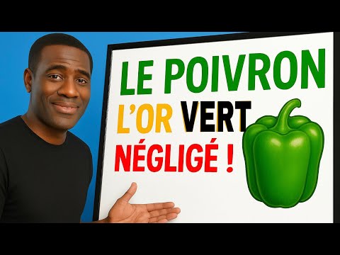 Become rich in Africa with pepper cultivation 🫑