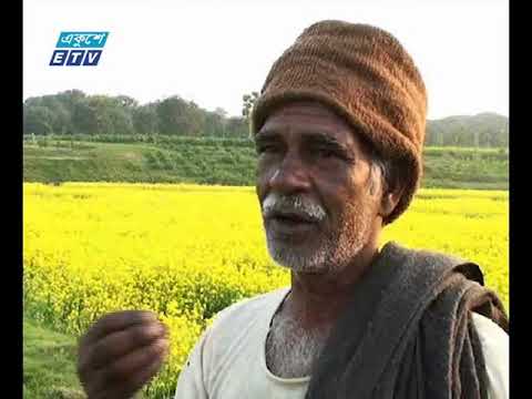 জামালপুর ও চাঁপাইনবাবগঞ্জে সরিষার আবাদ জনপ্রিয় হয়ে উঠছে