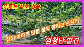 참외 이파리 많큼  참외를 달리게 순치기 하는 엄청난 발견~  참외순치기,순지르기,재배방법 애플수박 순치기,…