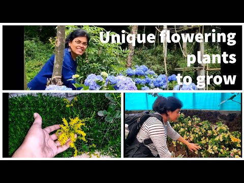 13 unique flowering plants Video