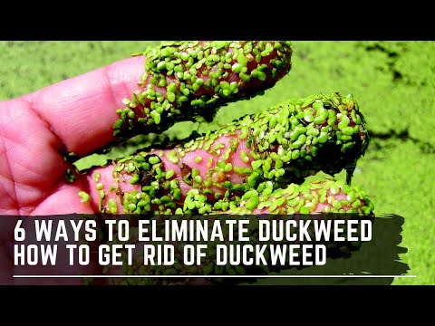 6 Easy Ways to Get Rid of Duckweed - How to Eliminate ...