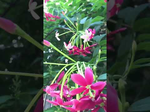 eklavya videography for flower 🌼 🌸 #flowers #shorts