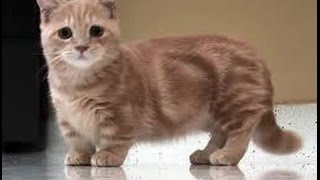 Cats greeting their owners