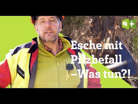 Ist meine Esche vom Pilz befallen?