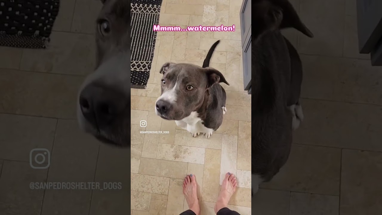 Enlarge Chuck, a ADOPTABLE mixed breed in Rancho Palos Verdes, CA video 2/6