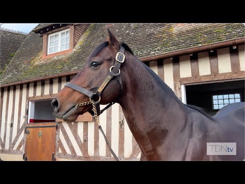 Classic Sire Muhaarar moves to Petit Tellier