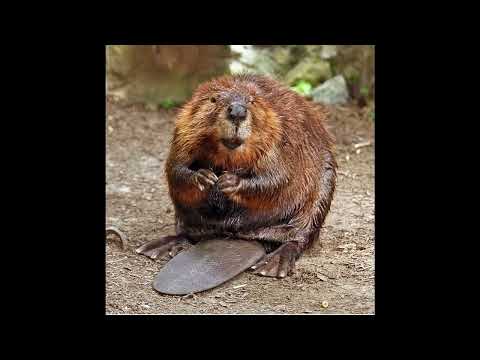 Garythebeaver Two, 3 Deck Drum & Bass set