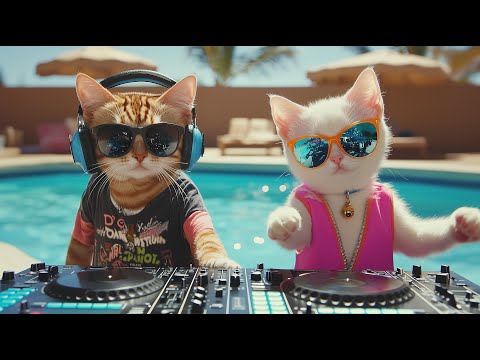 DJ MIAWW Live – Love Beats by the Pool 🐾💕 | Chill House Grooves with the Coolest Cat Duo