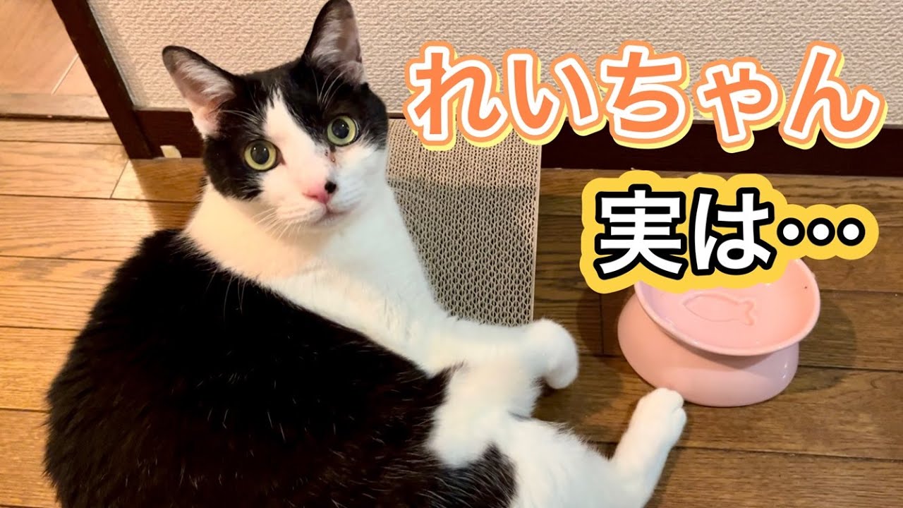 半年間も…その間実はこんな事が起きていました。【元病院猫のれいちゃんと先生】