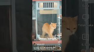 Download lagu aaa ..... gemes banget pengen ku remes deh.... mp3