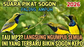 Download lagu SUARA PIKAT SOGON 🕊️ - PEMANGGIL BURUNG SOGON LIAR PALING AMPUH 😱 mp3 Download lagu SUARA PIKAT SOGON 🕊️ - PEMANGGIL BURUNG SOGON LIAR PALING AMPUH 😱 mp3