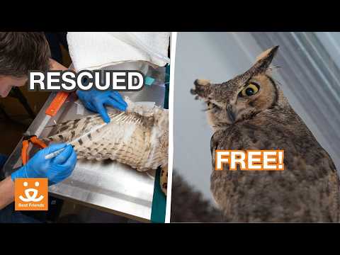 From concrete to clouds: The 6-month journey of the miracle owl at Best Friends Animal Sanctuary