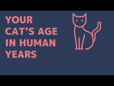 Your Cat’s Age in Human Years.