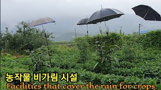 장마철 간단한 비가림 시설을 설치하다 Facilities that cover the rain for crop…