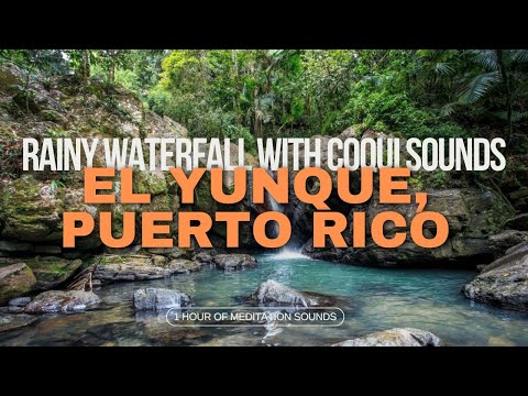Relaxing Meditation: Puerto Rico's El Yunque, Coqui + Waterfall Sounds With Rain