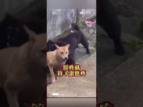 卵覆鳥飛?小黑生氣?狗吵架?狗生氣?