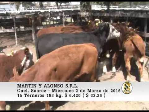 02-03-16 Venta de Machos - Martin y Alonso S.R.L. - Coronel Suarez.