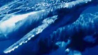 The last of the great whales