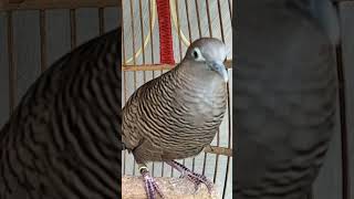 Download lagu Burung tekukur lokal punya suara topcer yang jernih untuk umpan yang langsung bereaksi #shorts mp3 Download lagu Burung tekukur lokal punya suara topcer yang jernih untuk umpan yang langsung bereaksi #shorts mp3