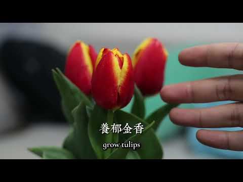 郁金香怎么养？园艺师教你，郁金香的详细养护技巧