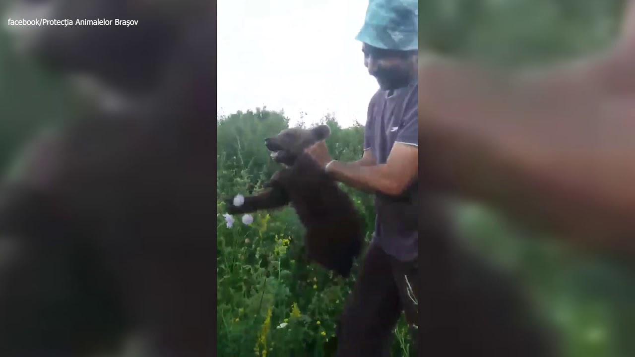 Medvekínzás Ágostonfalván