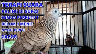 Download lagu Perkutut Lokal Gacor Suara Super Kristal - Pancingan Malas Bunyi  (99%AMPUH BANGET) mp3
