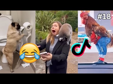 🤣Vtipná Zvířecí Videa 2024 z TikToku!😹 Kočky, Psi, Zvířata | Zvířecí Speciál - ZKUS SE NESMÁT! [#18]