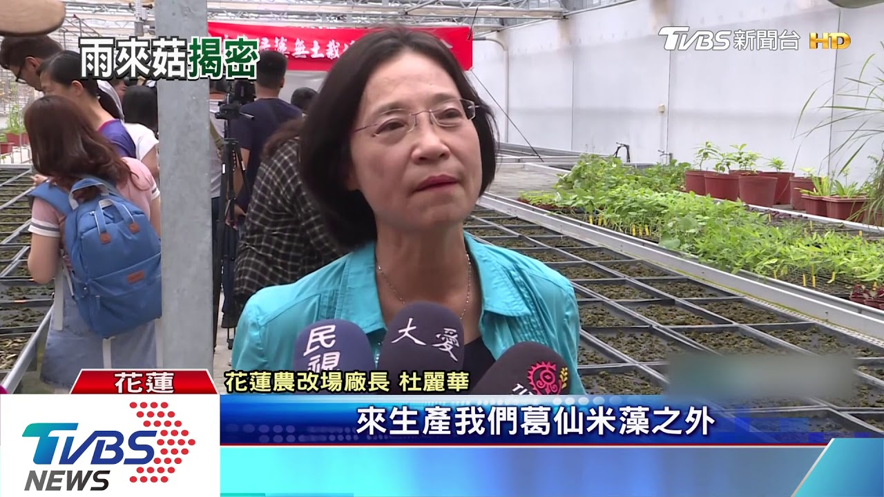 「情人的眼淚」雨來菇 溫室栽培不含土