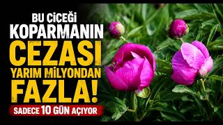 Bu Çiçeği Koparmanın Cezası Yarım Milyondan Fazla Sadece 10 Gün Açıyor