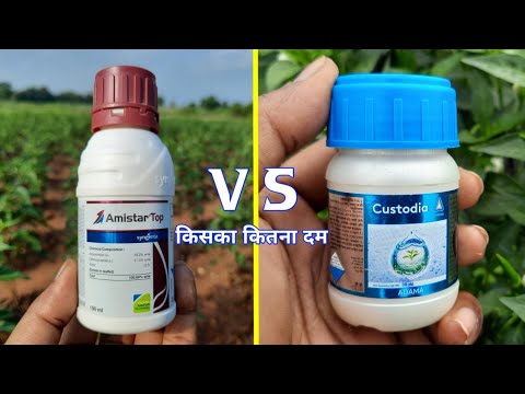 Amistar top fungicide vs Custodia fungicide दोनों में से कौन है सबसे आगे