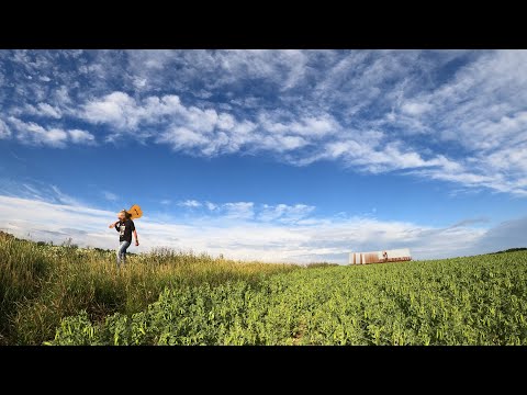 Sauli Alipirjelä - Ripottele Tuhkani Aurajokeen