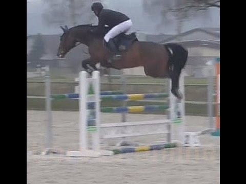 SOLD www.sporthorses-online.com 2007 top Holsteiner gelding 135 cm level