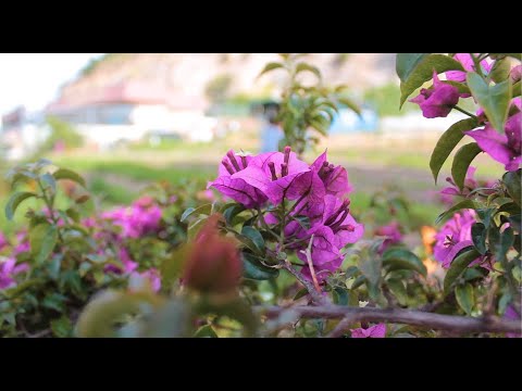Gardening With Soul | Second Chance Emerging Makers | Documentary