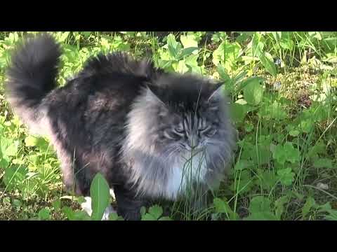 Лесной король (Незабудки ) - Forest King 2 - Sun Through Clouds - Matthew D. Morgan