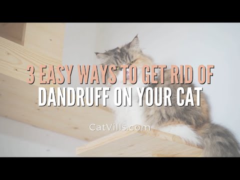 3 EASY WAYS TO GET RID OF DANDRUFF ON YOUR CAT