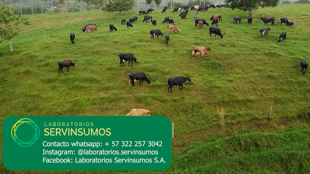 LECHERIA UN EMPRESA DE PRESICION, GENETICA, ALIMENTACION, MANEJO Y SANIDAD CON SERVINSUMOS