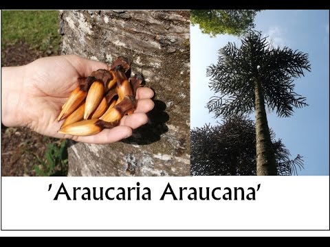 How to grow the Monkey Puzzle Tree from seed - Araucaria araucana