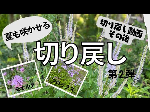 ひげの花は色あせましたか?開花後にこれを行う必要があります 植物