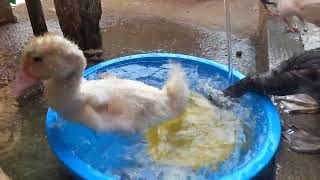 🐥 Internet Can’t Stop Laughing at This Cute Funny Duck!