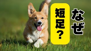 コーギーの“なぜ”を徹底解剖！人気の理由に迫る！