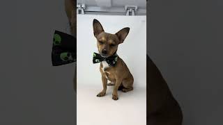 Video preview image #1 Chiweenie Puppy For Sale in Benton, LA, USA