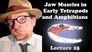 Lecture 25 Jaw Muscles in Early Tetrapods and Amphibians