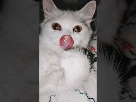 King Cat 😺😂 | slomo | #funny #cat #viral #trending #new #shorts