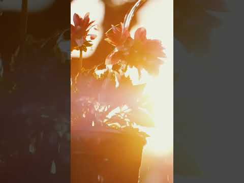 The colors of life in the flowers and the serenity of nature! #Flower  #NatureLover #ColorsOfLife