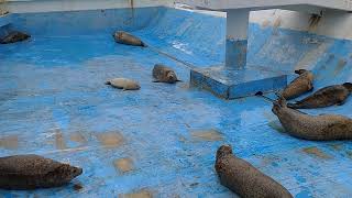 ノシャップ寒流水族館のゴマフアザラシの親子　　　#ゴマフアザラシ　#ノシャップ寒流水族館