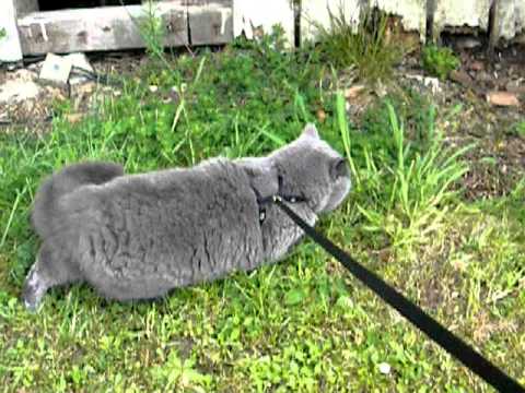 My Cat Hates Going Outside: Mark Two