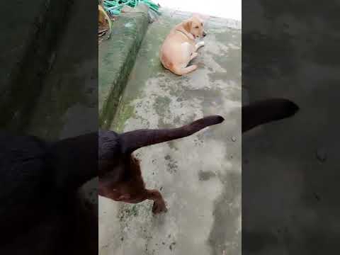 😎💗☺️#puppy #coffe #labrador #viral #doglover #supportme 🙏