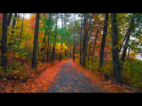 Walking in the Rain, Autumn Forest (4K) | Binaural Audio, Rain on Umbrella Sounds (Relax) - ASMR