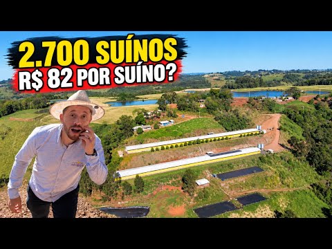 2.700 SUÍNOS. AUTOMATIZADA - R$ 82 POR SUÍNO? Barra Bonita/SC