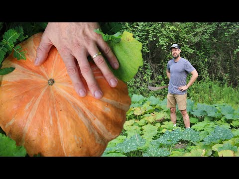 , title : 'What You Need to Know about Growing Pumpkins and Winter Squash'